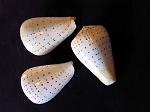 CONUS BETULINUS BLANC